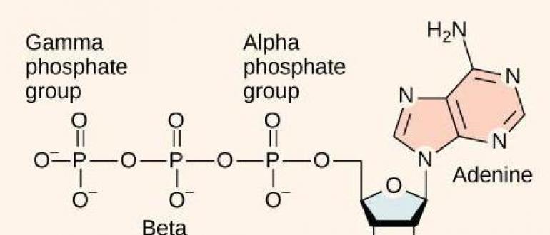 Молекула АТФ в биологии: состав, функции и роль в организме Эта молекула образуется в процессе